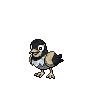 Metallic Wattrel